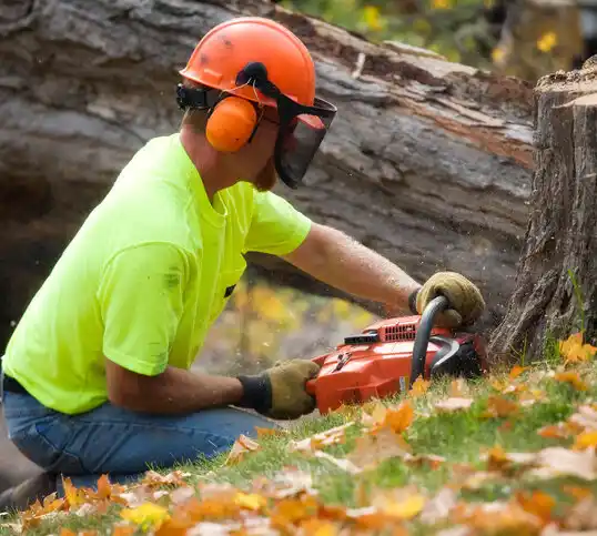 tree services Poplar